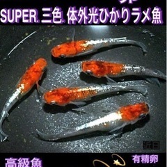 めだか卵No⑤SUPER💐三色.体外光ひかりラメ魚有精卵【３０個...