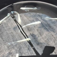 マリアージュリアルロングフィン（若魚）１０匹