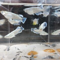 マリアージュリアルロングフィン（若魚）１０匹の画像