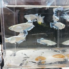 マリアージュリアルロングフィン（若魚）１０匹の画像