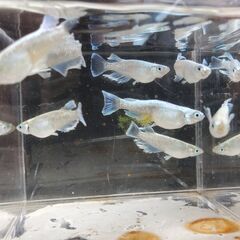 マリアージュリアルロングフィン（若魚）１０匹の画像