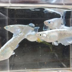 マリアージュリアルロングフィン（若魚）１０匹の画像