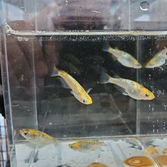 夜桜ゴールド、ブルー、リアルロングフィン（若魚）　ミックス１０匹