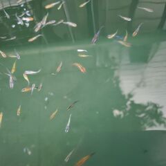 夜桜ゴールド、ブルー、リアルロングフィン（若魚）　ミックス１０匹の画像