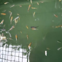 夜桜ゴールド、ブルー、リアルロングフィン（若魚）　ミックス１０匹の画像