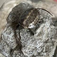 ゼニガメ（クサガメ）の子亀