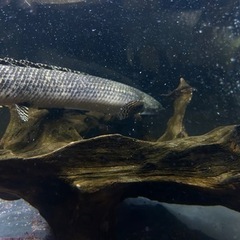 熱帯魚