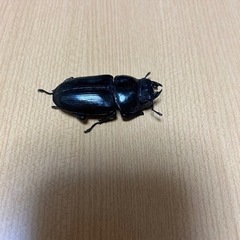 能勢YG メス3頭 オオクワガタ