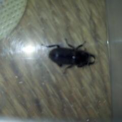 クワガタの画像