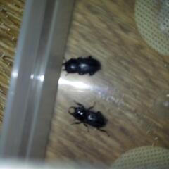 クワガタの画像