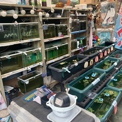 改良めだか 選別漏れ 100円 ☆めだかすくい☆の画像