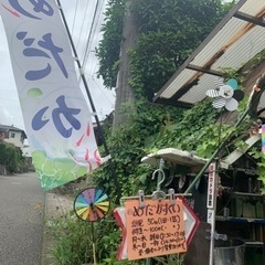 改良めだか 選別漏れ 100円 ☆めだかすくい☆の画像