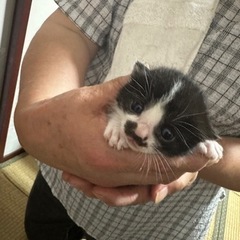 生まれたての子猫