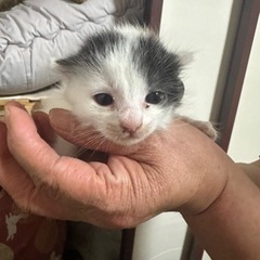 生まれたての子猫 - 刈田郡
