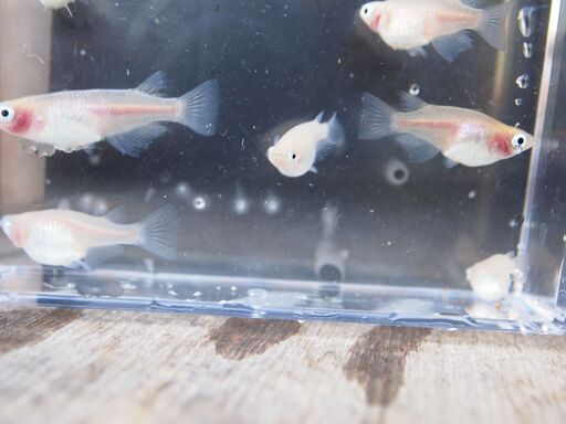 メダカ　予約済　紅ほっぺ　稚魚　15匹＋おまけ3匹