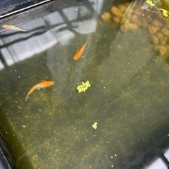 稚魚　ミックスメダカの画像