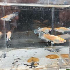 レッドクリフ（紅白タイプ　若魚）１０匹の画像