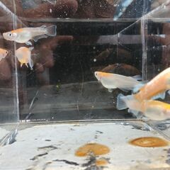 レッドクリフ（紅白タイプ　若魚）１０匹の画像