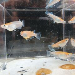 レッドクリフ（紅白タイプ　若魚）１０匹の画像
