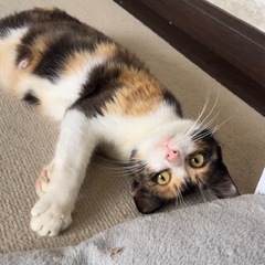 【正式譲渡済み】猫も人も好きな甘えん坊なミケさんです(*´꒳`*)