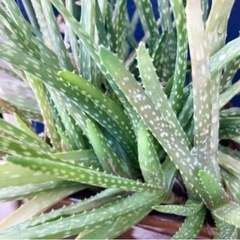 アロエベラの画像