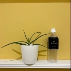 アロエベラの画像