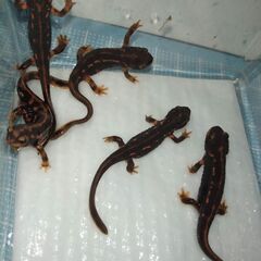 オキナワシリケンイモリ幼体5匹（上陸済み、人工餌OK、送料別）#202412の画像