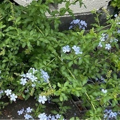 ★ 10月末まで ★ 大岡山 ★ ルリマツリ（ブルンパーゴ） ★ 剪定枝の画像