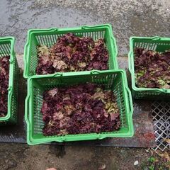 自給自足の小さなコミュニティです