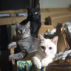 自給自足のコミュニティです - メンバー募集