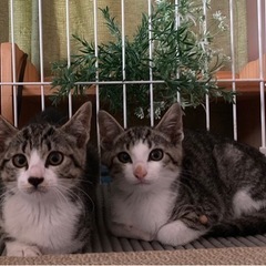 3匹里親様決定致しました♪ありがとうございました。
