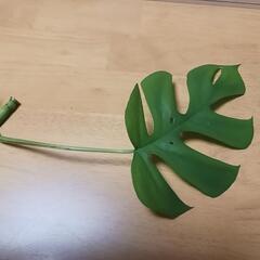 【④】ヒメ モンステラ　観葉植物