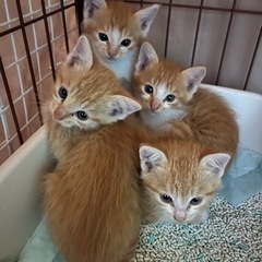 茶トラの可愛い〜5兄妹の里親さん大募集😍
