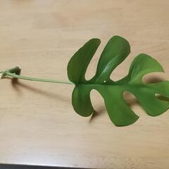 【⑤】ヒメモンス　ヒメモンステラ　観葉植物