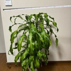 引取先決定！観葉植物🪴取りに来てくれる方の画像