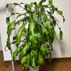 引取先決定！観葉植物🪴取りに来てくれる方の画像