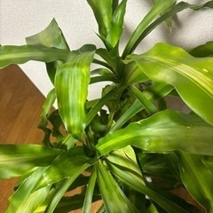引取先決定！観葉植物🪴取りに来てくれる方の画像