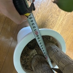 引取先決定！観葉植物🪴取りに来てくれる方の画像