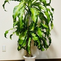 引取先決定！観葉植物🪴取りに来てくれる方