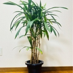 取引先決定！観葉植物🪴取りに来てくれる方