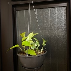 観葉植物　ポトス