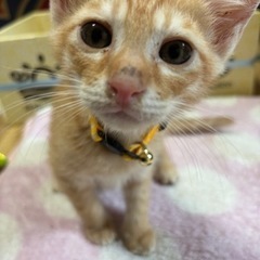 生後3ヶ月茶トラくん