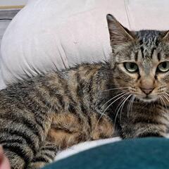 キジトラ、メス、撫でられるのが大好きです