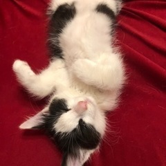 アタマにYの模様があるハチワレちゃん