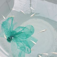 幹之ミックス（若魚）２０匹の画像