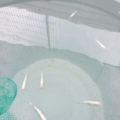 幹之ミックス（若魚）２０匹の画像