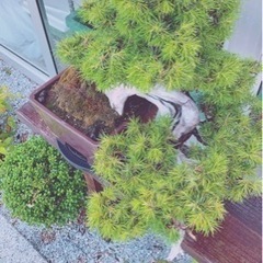 不要な盆栽を買わしてください又は譲って下さい。