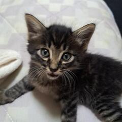 子猫、オス、黒に縞模様(里親決定です)