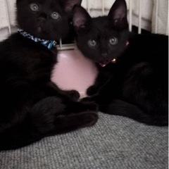 2ヶ月黒猫男の子ポーちゃん、女の子モーちゃん