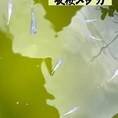 夜桜メダカの卵 15個